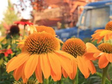 Indoor & Outdoor Plants